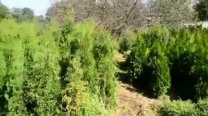 Где купить саженцы крыжовника