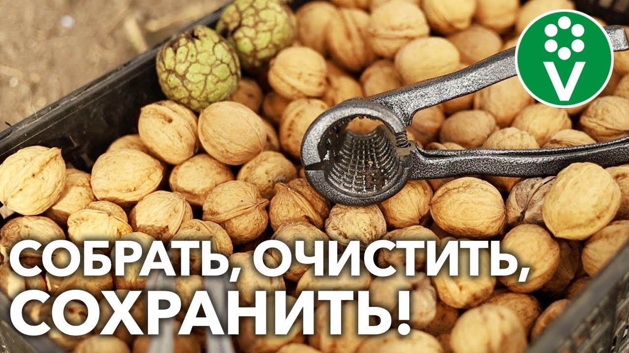 ГРЕЦКИЕ ОРЕХИ СОХРАНЯТСЯ ДО ВЕСНЫ И ДОЛЬШЕ! Вот ЧТО для этого нужно!