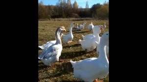 Птица Евгения Клещёва