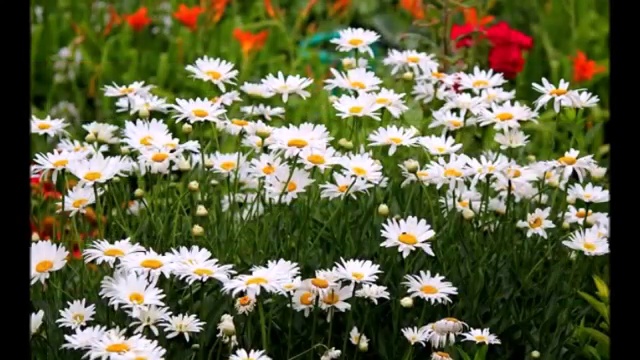 Вальс-ромашки . радость и счастье смотреть онлайн