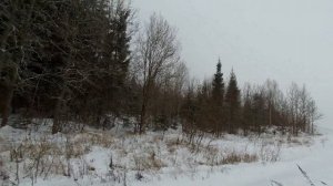 Загонная охота на лося, третий загон решающий