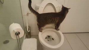 Как приучить кота к унитазу?