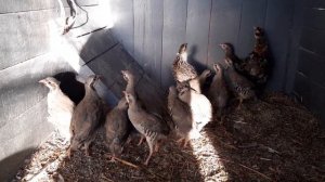 Кеклик//Показываю всех//Почти всех