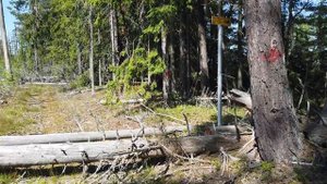 Экотропа в заказнике Коккоревский