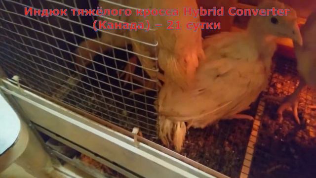  Часть 3  Индюк тяжёлого кросса Hybrid Converter Канада  21 сутки