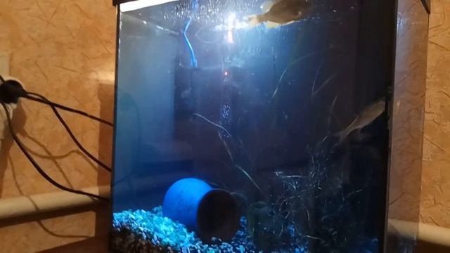 Черный фон для аквариума своими руками смотреть онлайн