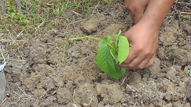 How I plant Barbadine aka Giant Granadilla