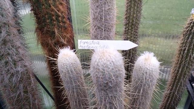 Виды кактусов.Обзор.Столбовидные кактусы.ЦЕРЕУСЫ.