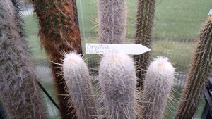 Виды кактусов.Обзор.Столбовидные кактусы.ЦЕРЕУСЫ.