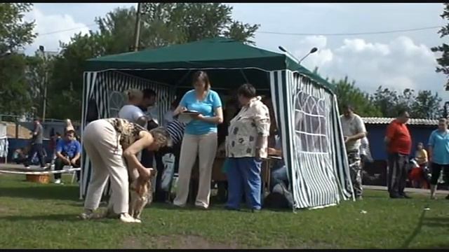 DogStatus.ru: Английский кокер-спаниэль