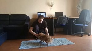 Шпиц померанский сидеть лежать стоять| Команды сидеть лежать стоять| Дрессировка собак