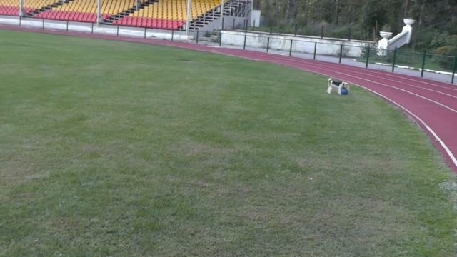 00430 В футбол играет настоящая собачка.ло имени Моби. смотреть онлайн