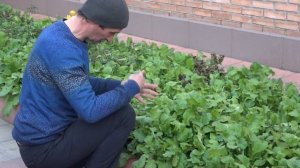 Польза седератов.