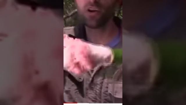 укус грифовой черепахи.? смотреть онлайн