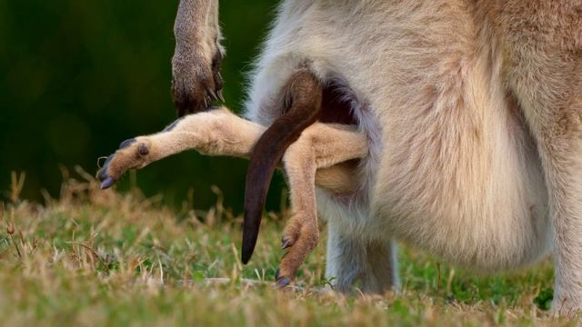 Eastern grey kangaroo - Macropus giganteus, wildlife Queensland, Australia mammal, Stradbroke islan смотреть онлайн