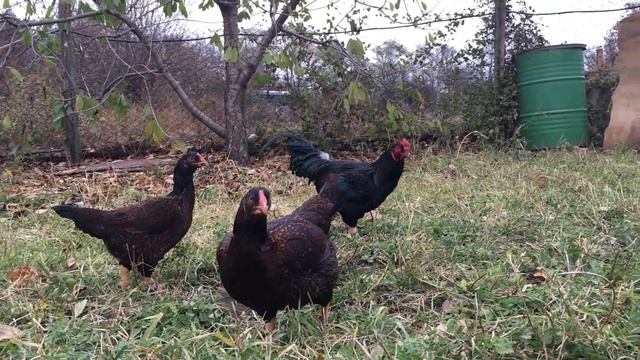 корниш 2018 смотреть онлайн