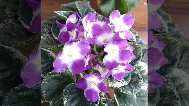 Sugar Plum Dream смотреть онлайн