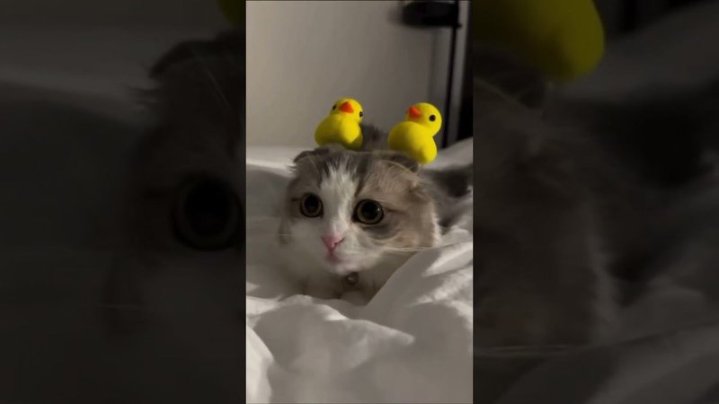 #shortsvideo #втренде