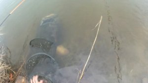 Ловля карпа зимой.| Как ловить карпа. #рыбалка #карп #приманки #ловлякарпа #carpfishing #howtomak