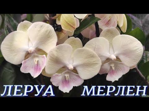 №787/ НЕВЕРОЯТНО красивые ОРХИДЕИ в ЛЕРУА МЕРЛЕН