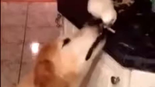 Животные : есть друзья, а для них у друзей нет выходных(барбарики) смотреть онлайн