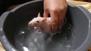 Отец семейства крыс сфинкс Мэрлин изволил купаться