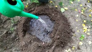 Как правильно посадить рододендроны и азалии.