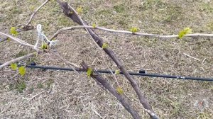 Прививка винограда. Виноградник Владимира Дорошенко