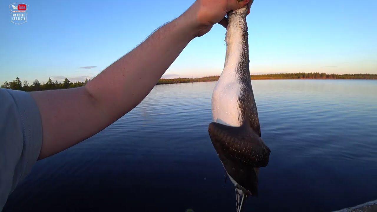 Быт в тайге, охота на гуся. смотреть онлайн