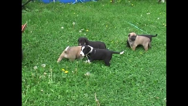 Chivon Aders "Деревенское танго" смотреть онлайн