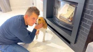 ШЕРЛОК ВЫГНАЛ КОТЕНКА ИЗ ЕГО ДОМА. БРОС ШОУ ПЕТ