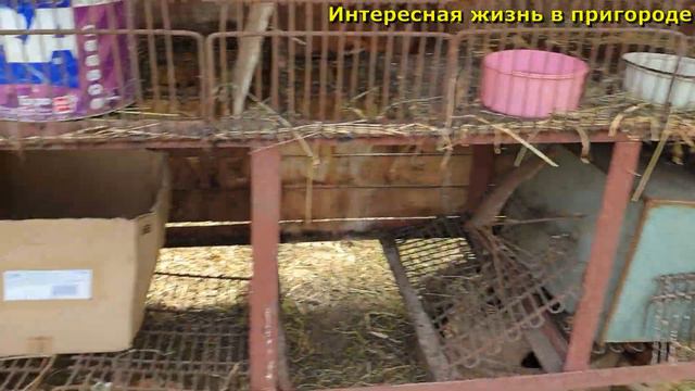 Жара невыносимая, Что делать с кроликами, Утки приподнялись над яйцами, Влог
