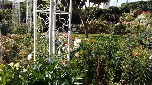 Пожелтела гортензия. Хлороз. Почему это происходит? Часть 1 смотреть онлайн