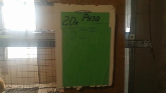 НОВЛЯНСКИЕ ЛУГА. МЯСНЫЕ ПОРОДЫ КРОЛИКОВ. смотреть онлайн