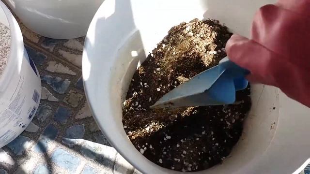 Субстрат для Кактусов?Сукулентов.