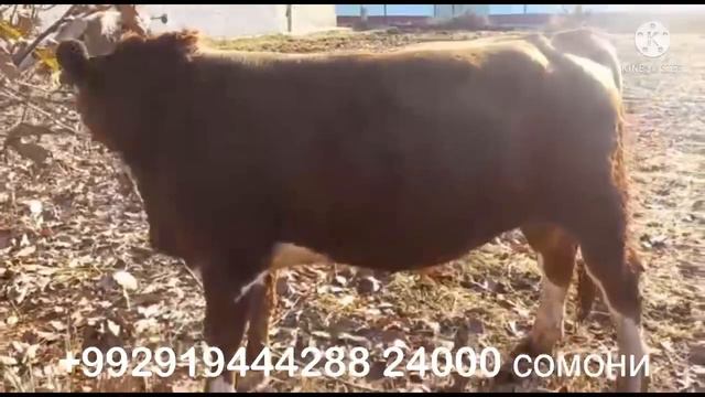 ТОЗЗА СЕМЕНТАЛ ФРУШИ 23 ноября 2021 г.