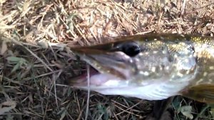 Ловим Щуку на Кубани / Fishing for Pike in the Kuban