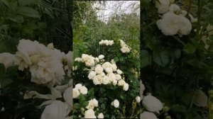 Роза Артемис / Rose Artemis в моём саду