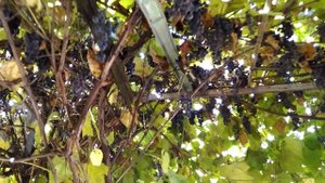 Урожай винограда Изабелла в 2021 году.