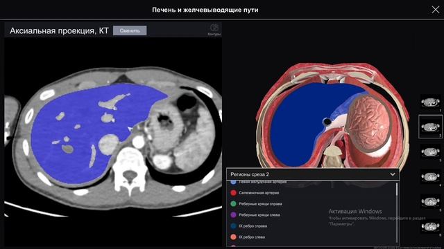 Почему печень жизненно необходима? Функции печени. Цирроз.
