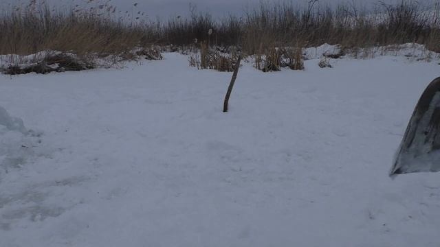 Постановка и проверка капканов на бобра Эксперимент 2 Hunting beaver traps. смотреть онлайн