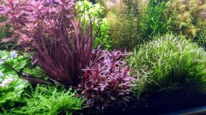 Аквариум/Травник 200 литров