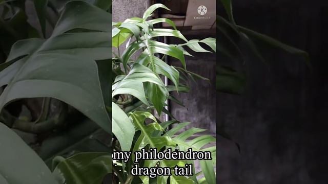 philodendron dragon tail…