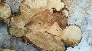 Гигантский сувель березы.Заготовка брусков