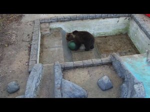 Как Мансур Егорку из бассейна доставал