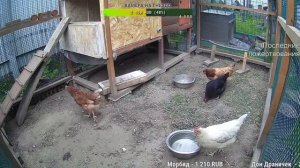 Курятник. Жизнь в курятнике. Можно покормить онлайн. Chicken coop stream. Online feed