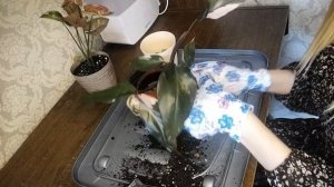 Пересадка. Сингониум Неон Робуста и Филодендрон Пинк Принцесс.