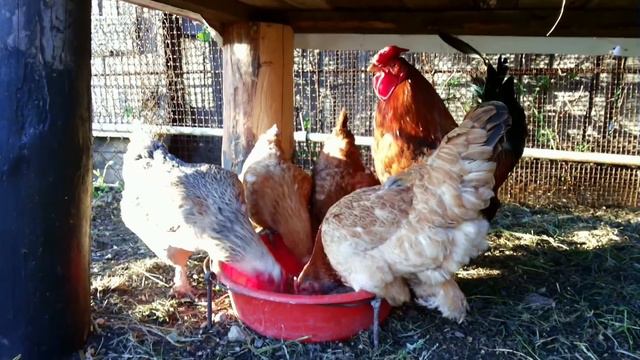 Курятник своими руками смотреть онлайн