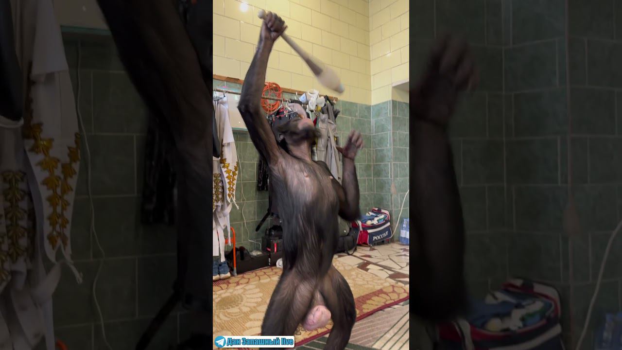 ВОССТАНИЕ ОБЕЗЬЯН! Шимпанзе Боня знает как жонглировать булавами ! смотреть онлайн