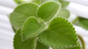 Nikon Coolpix P900 Macro Photo Samples (4K available)